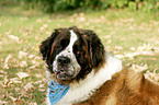 Saint Bernard portrait