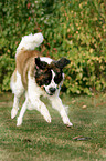 running Saint Bernard