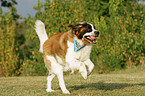 running Saint Bernard