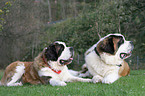 Saint Bernard