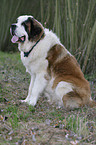 Saint Bernard