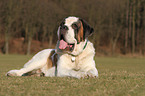 lying Saint Bernard