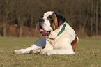 lying Saint Bernard