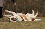 rolling Saint Bernard