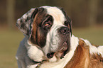 Saint Bernard Portrait