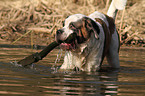 playing Saint Bernard