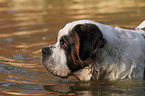 bathing Saint Bernard