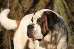 Saint Bernard Portrait