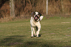 running Saint Bernard