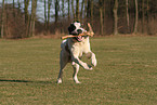 playing Saint Bernard