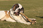 Saint Bernard