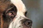 Saint Bernard eye