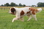 walking Saint Bernard