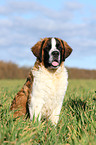 young Saint Bernard