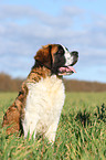 young Saint Bernard