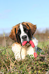 young Saint Bernard