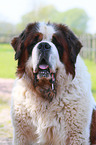 Saint Bernard Portrait