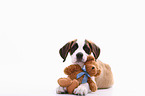 Saint Bernard puppy