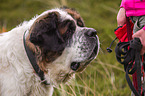Saint Bernard Portrait