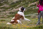 Saint Bernard shows trick