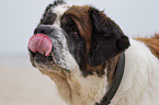 Saint Bernard Portrait