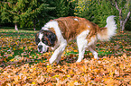 walking Saint Bernard