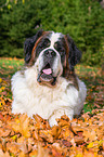 lying Saint Bernard