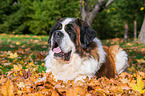 lying Saint Bernard