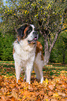 standing Saint Bernard