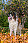 standing Saint Bernard