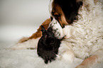 Saint Bernard with rabbit