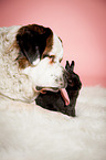 Saint Bernard with rabbit