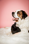 Saint Bernard with rabbit