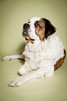 lying Saint Bernard