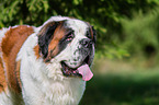 Saint Bernard