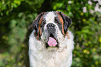 Saint Bernard portait