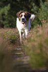 running Saint Bernard