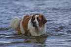 Saint Bernard in the water