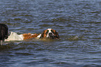 Saint Bernard with Bernese Mountain Dog