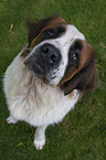 sitting Saint Bernard