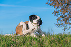 young Saint Bernard