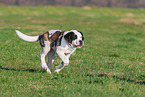 young Saint Bernard