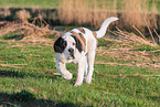 young Saint Bernard