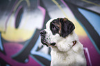 young Saint Bernard