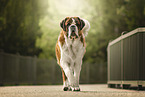 Saint Bernard