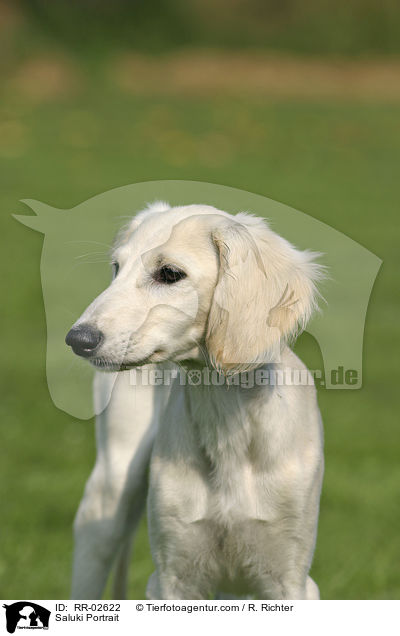 Saluki Portrait / Saluki Portrait / RR-02622