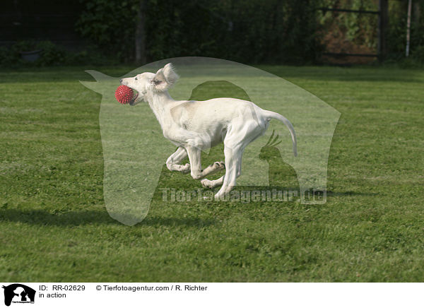 Saluki in Bewegung / in action / RR-02629