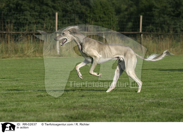 Saluki in Bewegung / in action / RR-02637