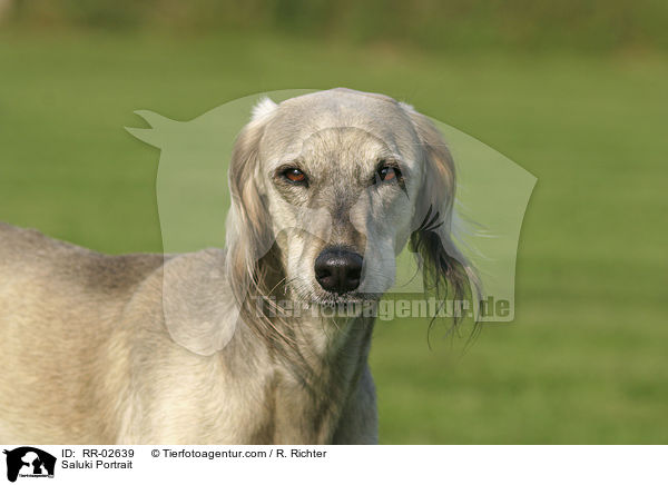 Saluki Portrait / Saluki Portrait / RR-02639