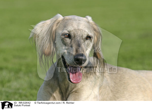 Saluki Portrait / Saluki Portrait / RR-02642